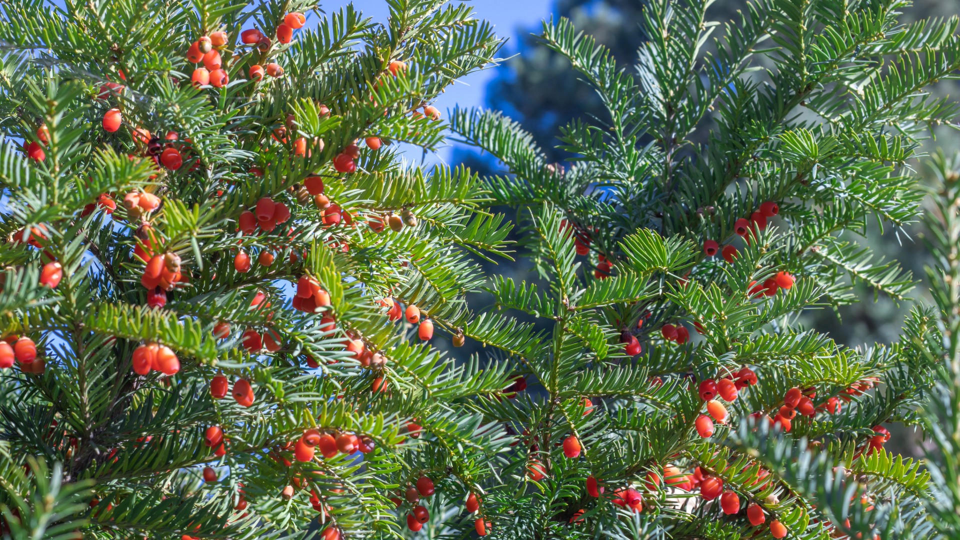 Plants that Start with Y