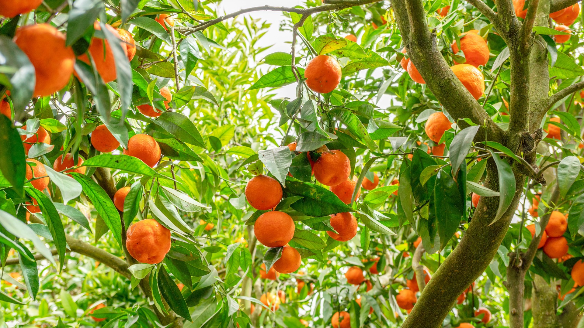 Plants that Start with T