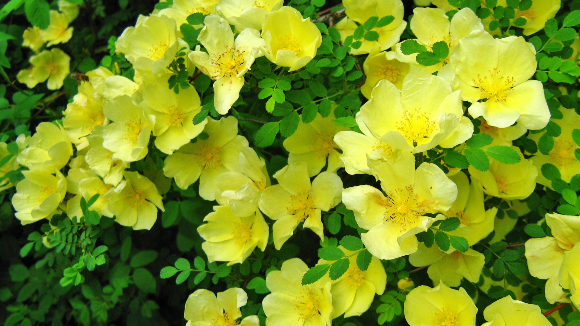 Plants that Start with X
