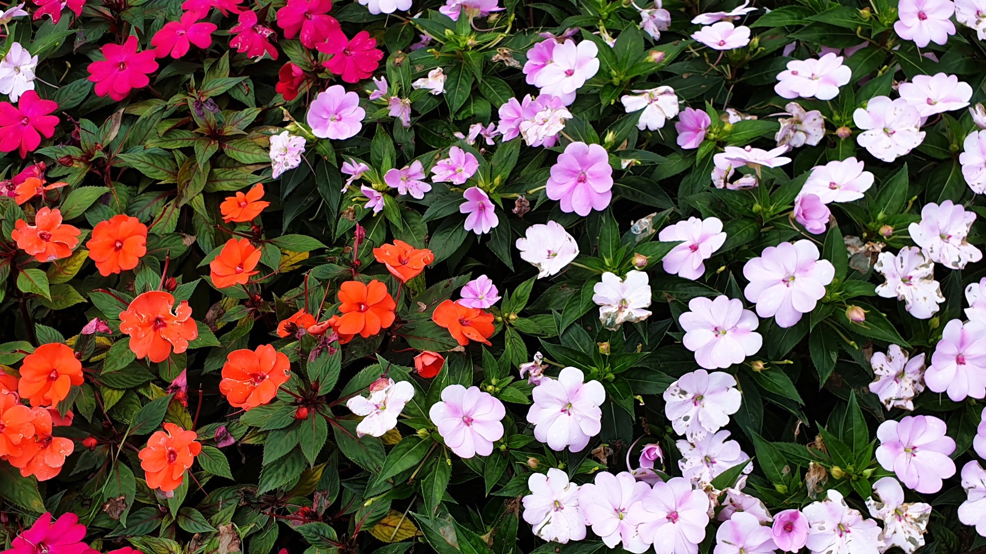 Plants that Start with Z