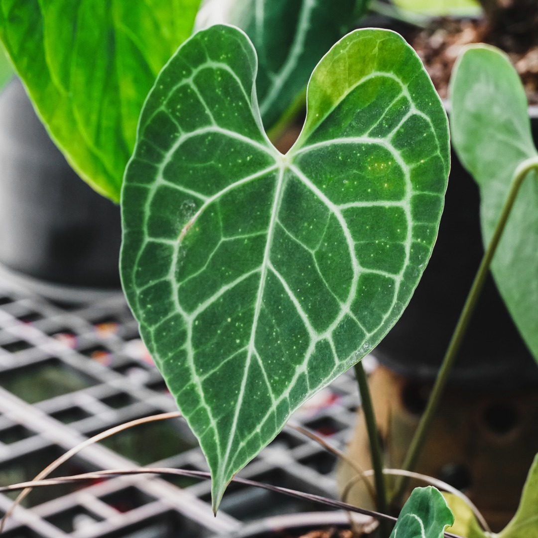Anthurium Crystallinum