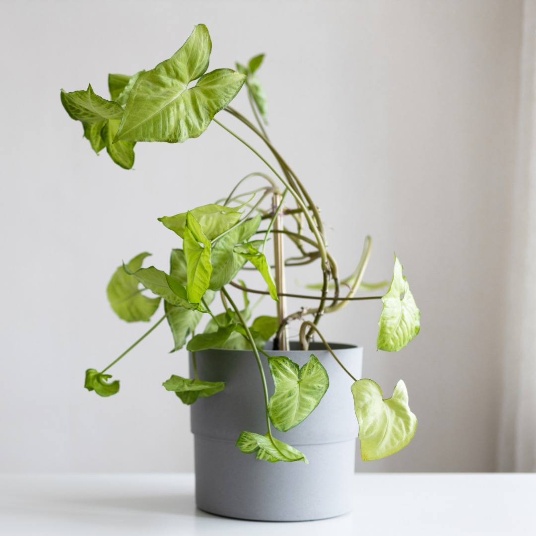 Syngonium Aurea
