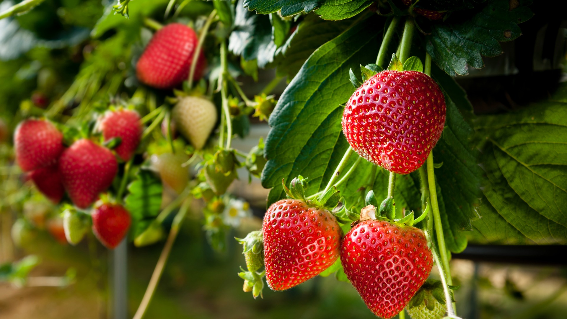 Plants that Start with S