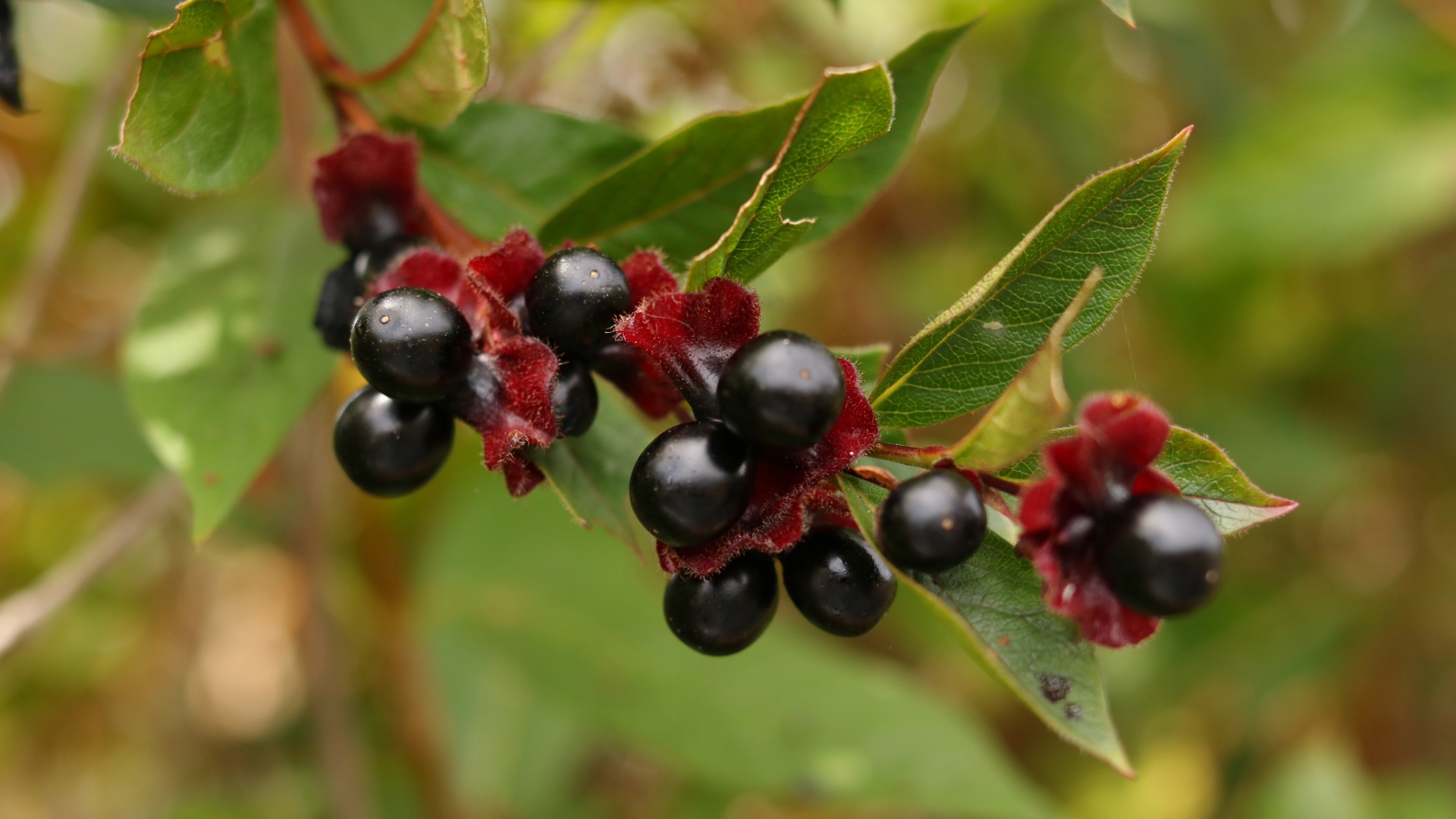 Plants that Start with T
