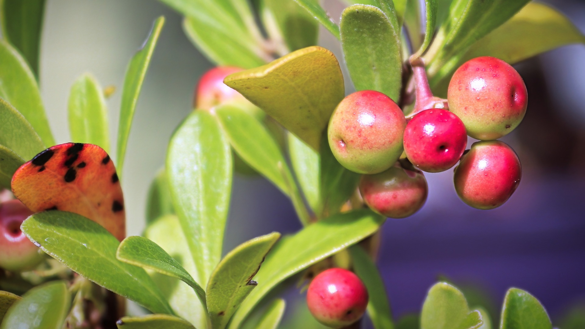 Plants that Start with U