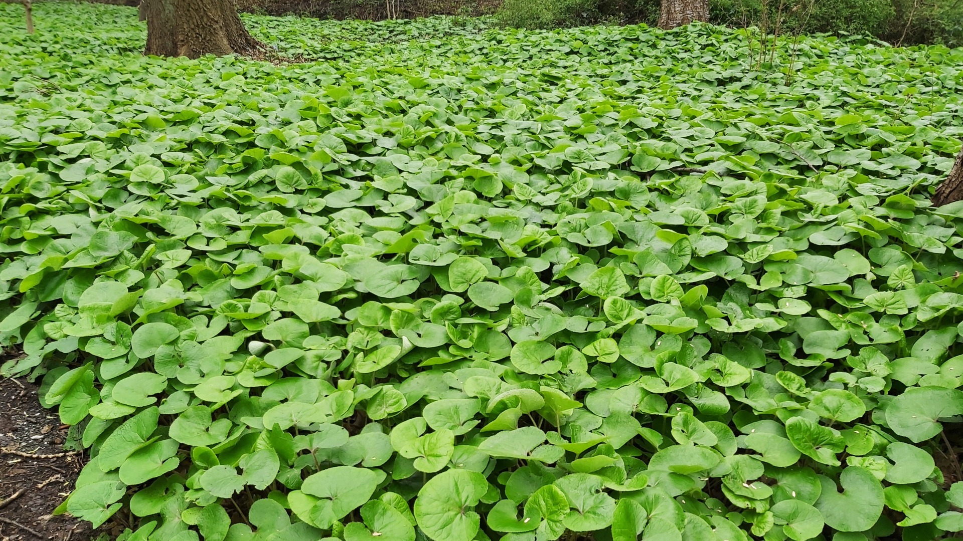 Plants that Start with W
