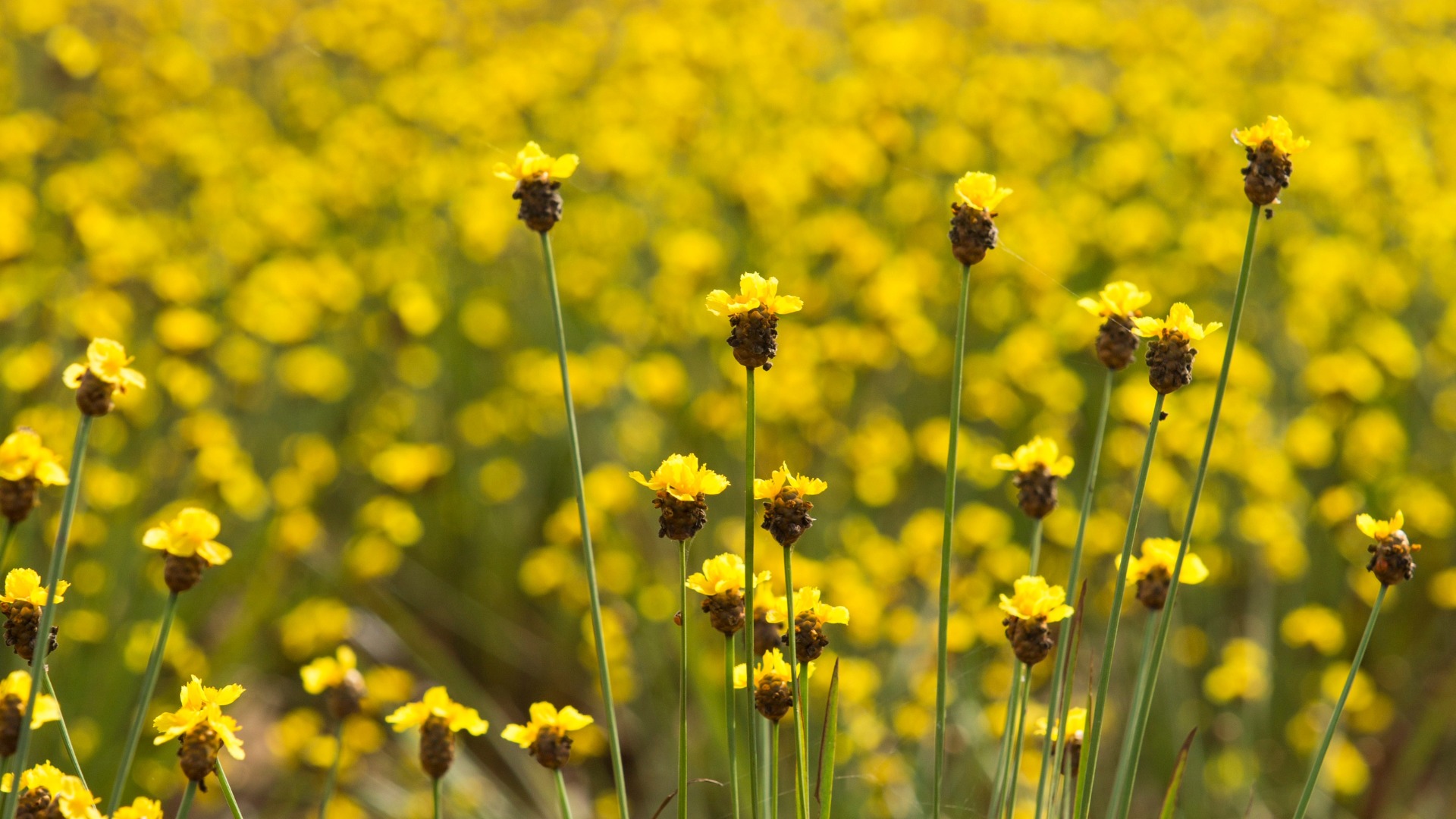Plants that Start with X