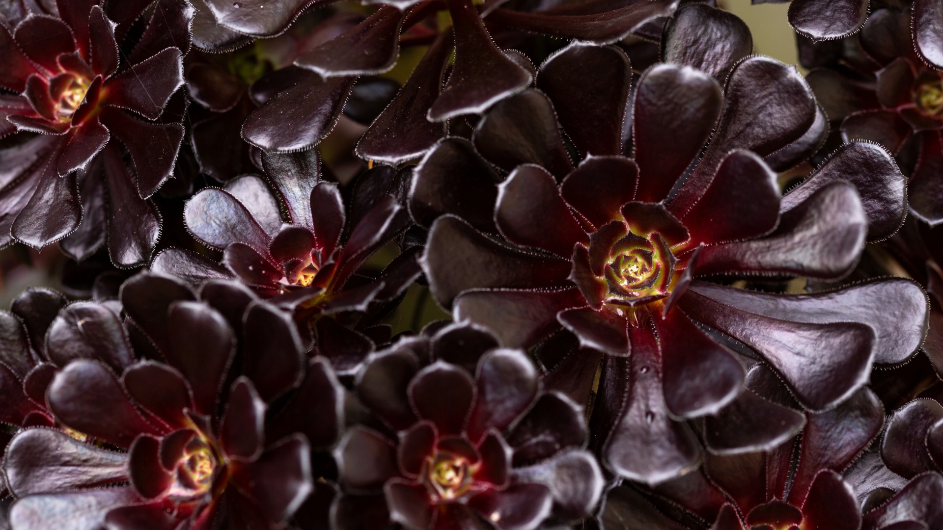 Plants that Start with Z