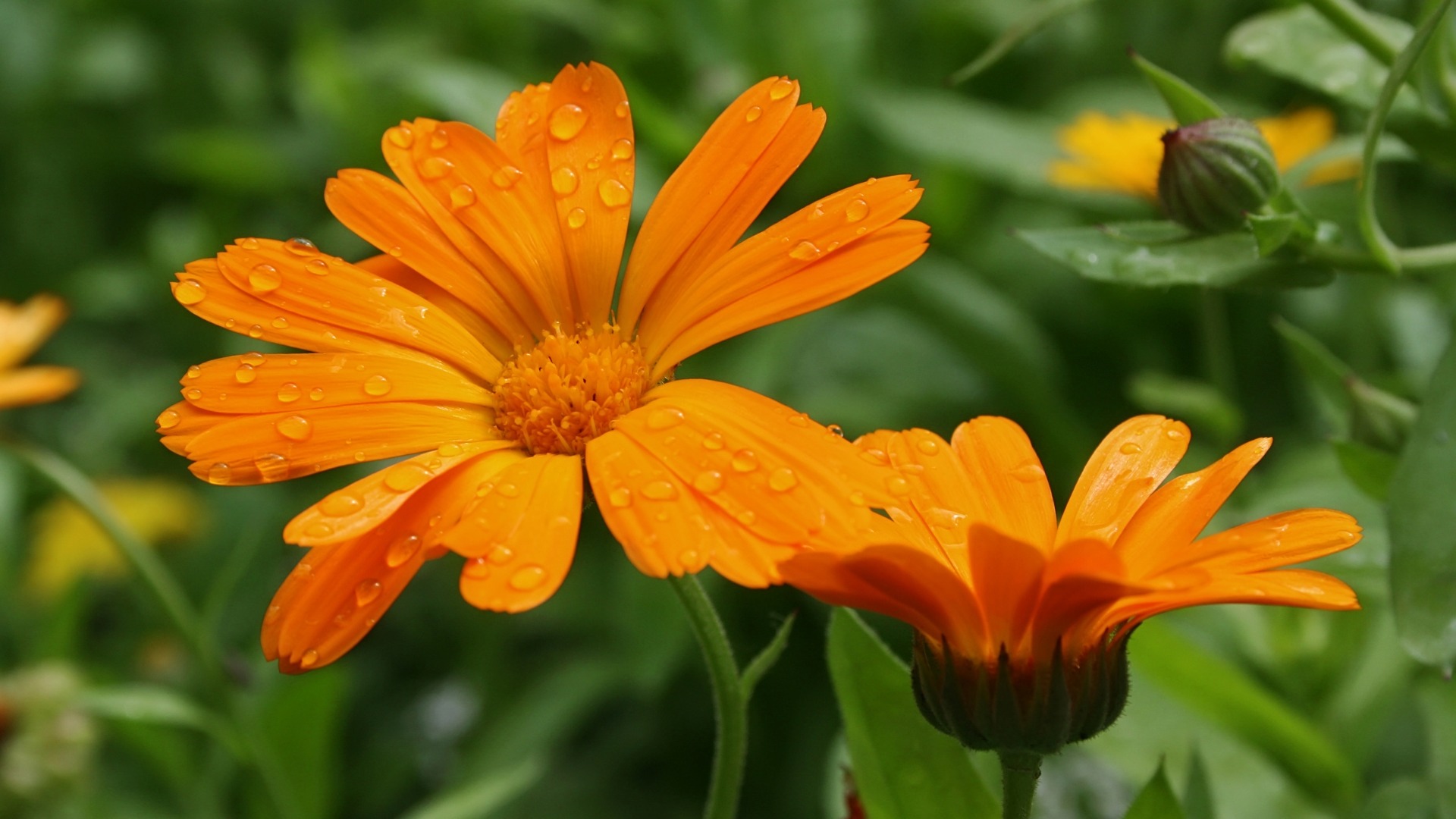 Plants that Start with C