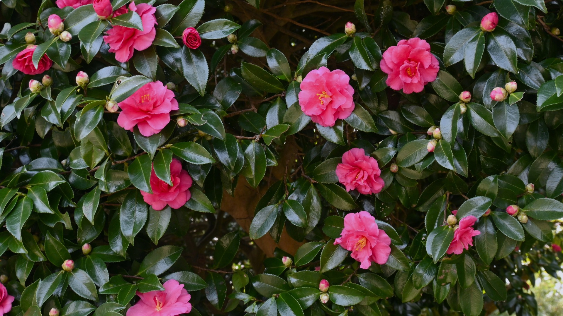 Plants that Start with C