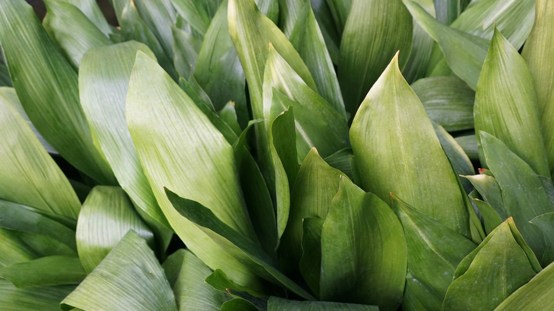 Plants that Start with C