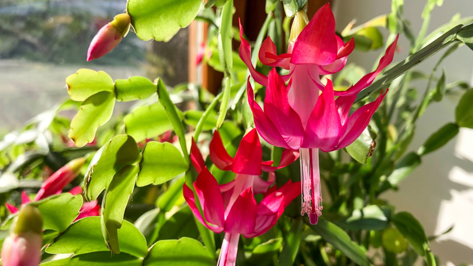 Plants that Start with C