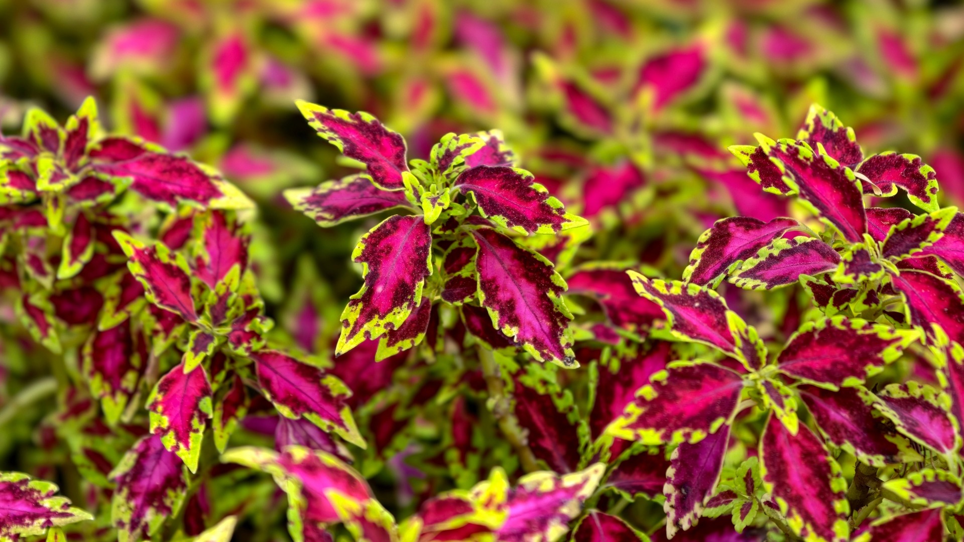 Plants that Start with C