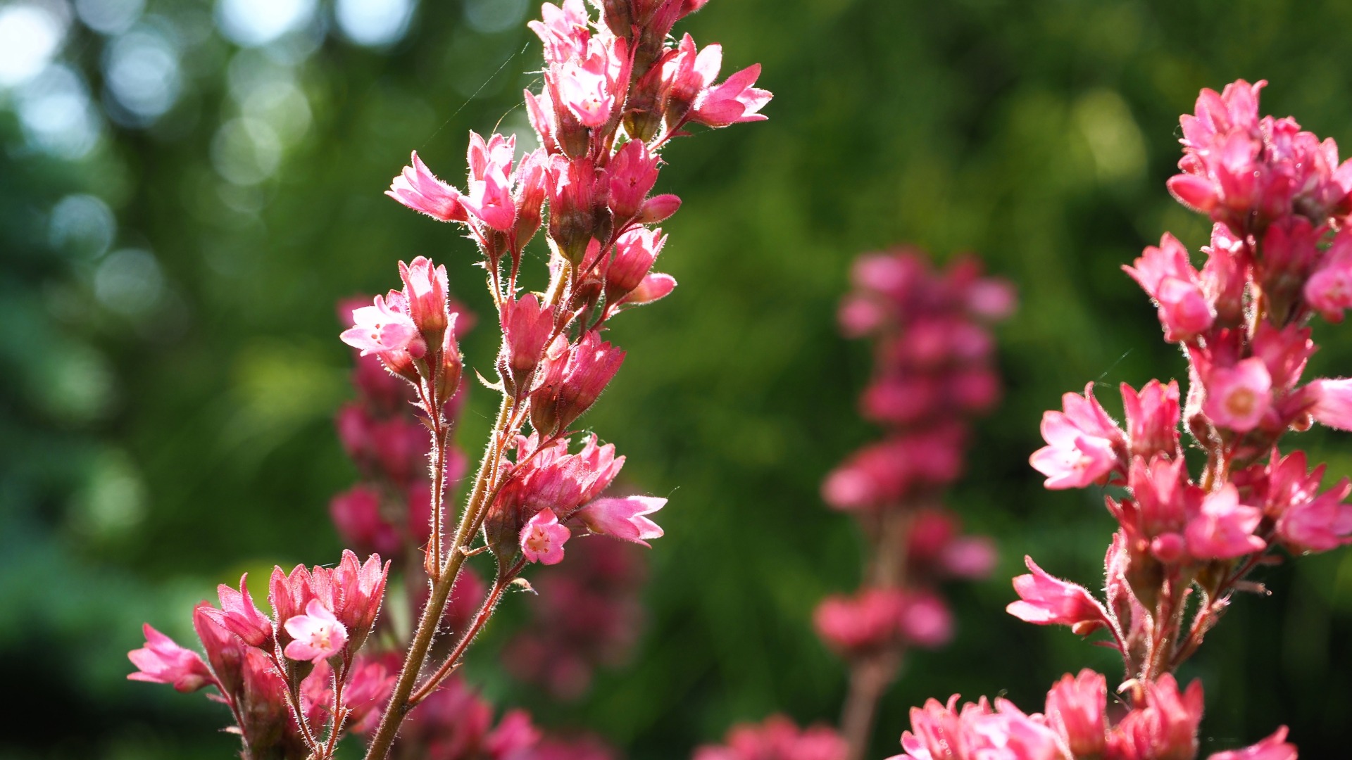 Plants that Start with C