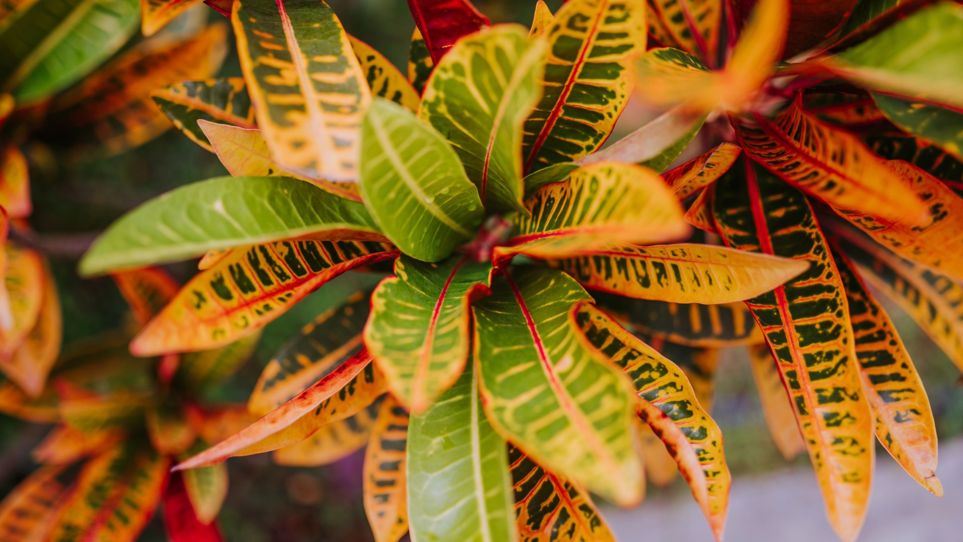Plants that Start with C