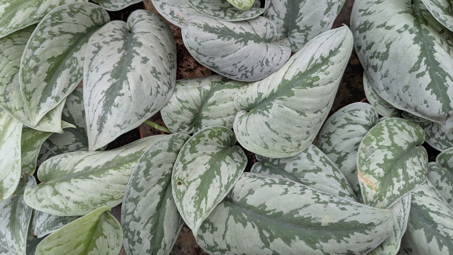 Plants that Start with S