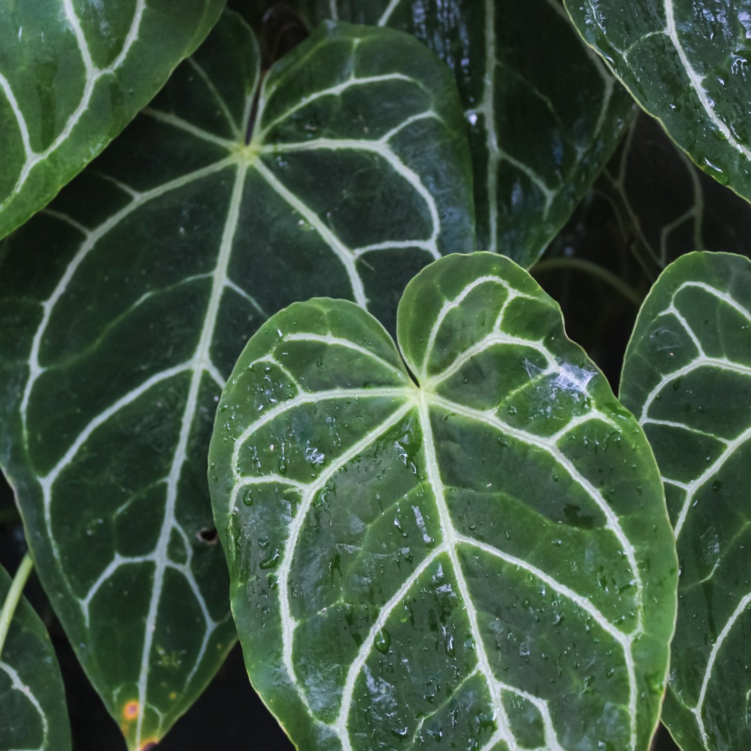 Anthurium Crystallinum