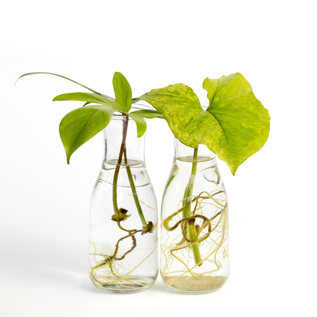 Syngonium Aurea