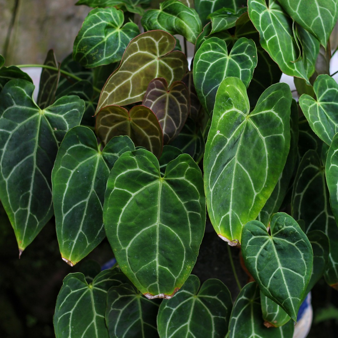 Anthurium Crystallinum
