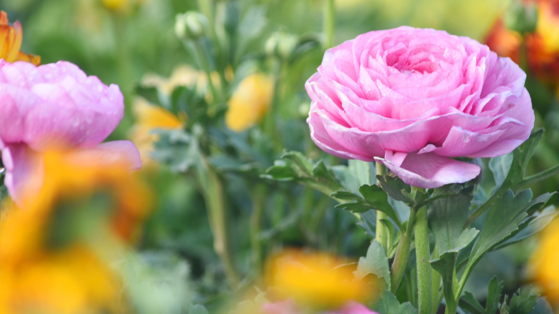 Plants that Start with R