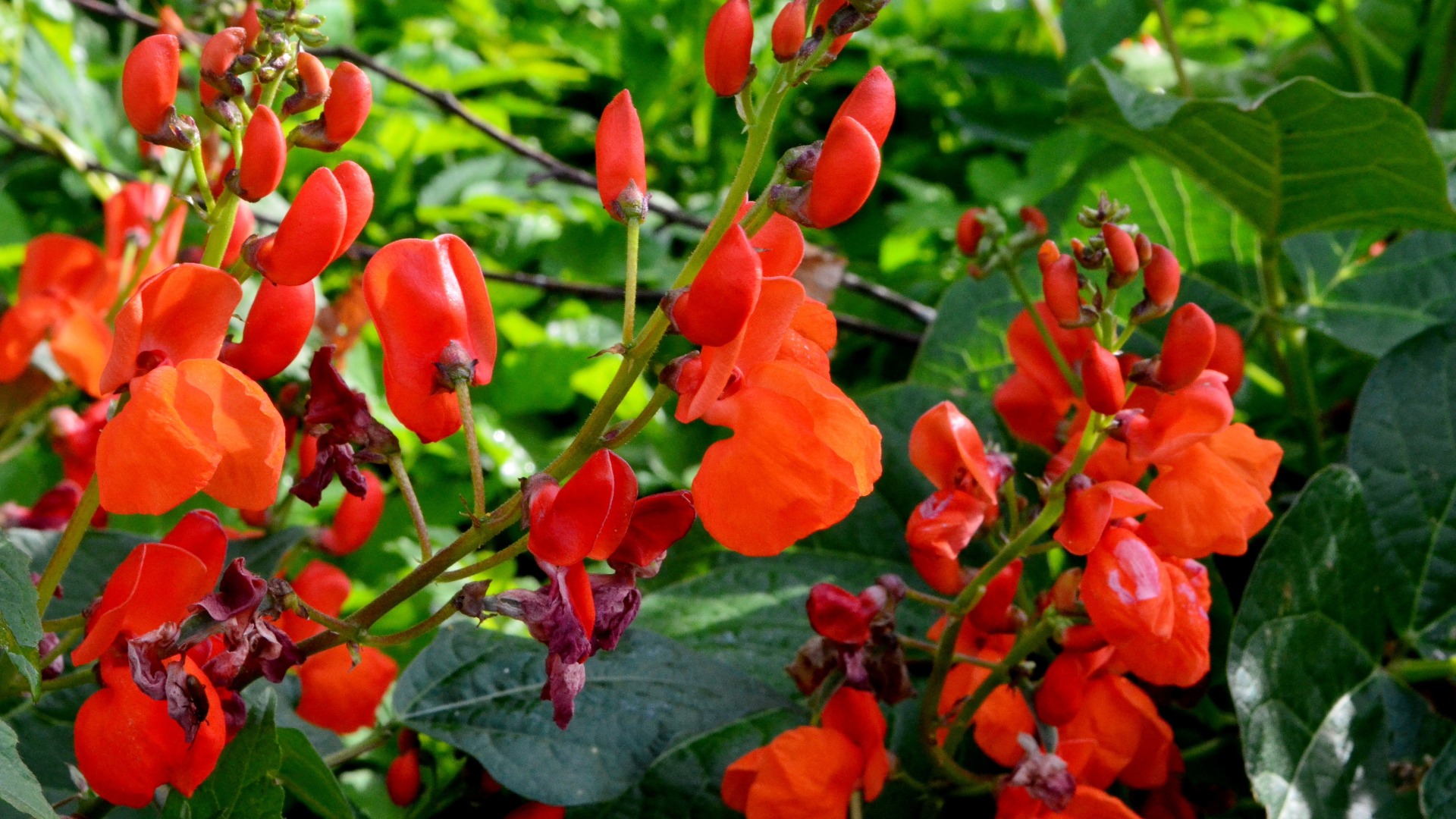 Plants that Start with S