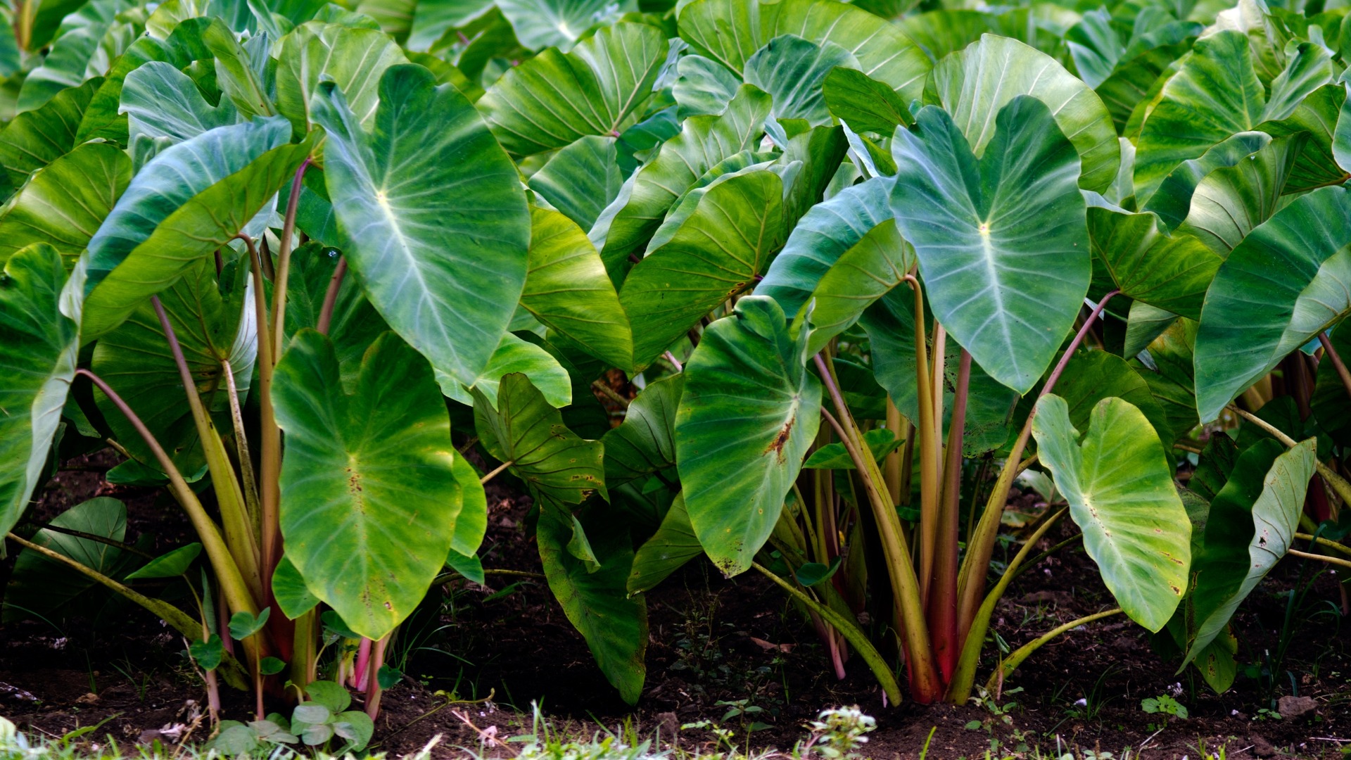 Plants that Start with T