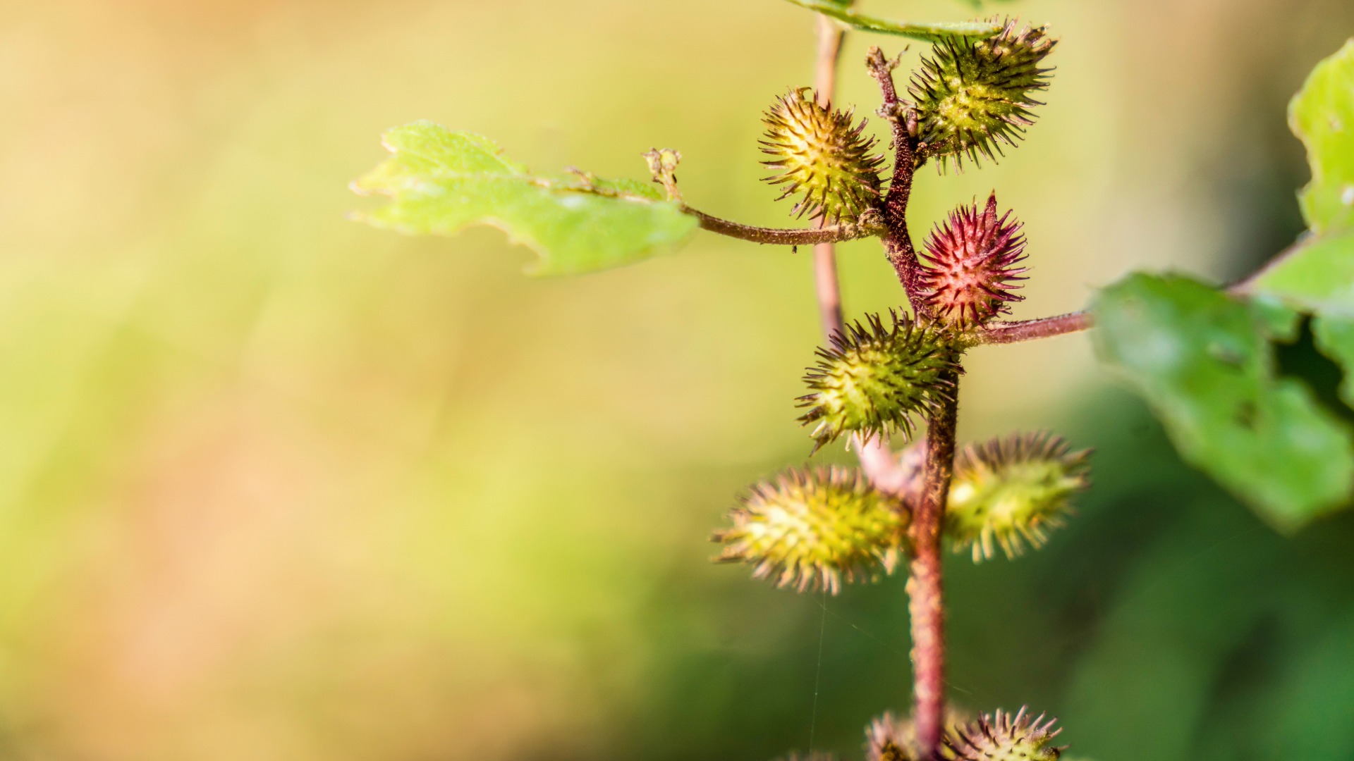 Plants that Start with X