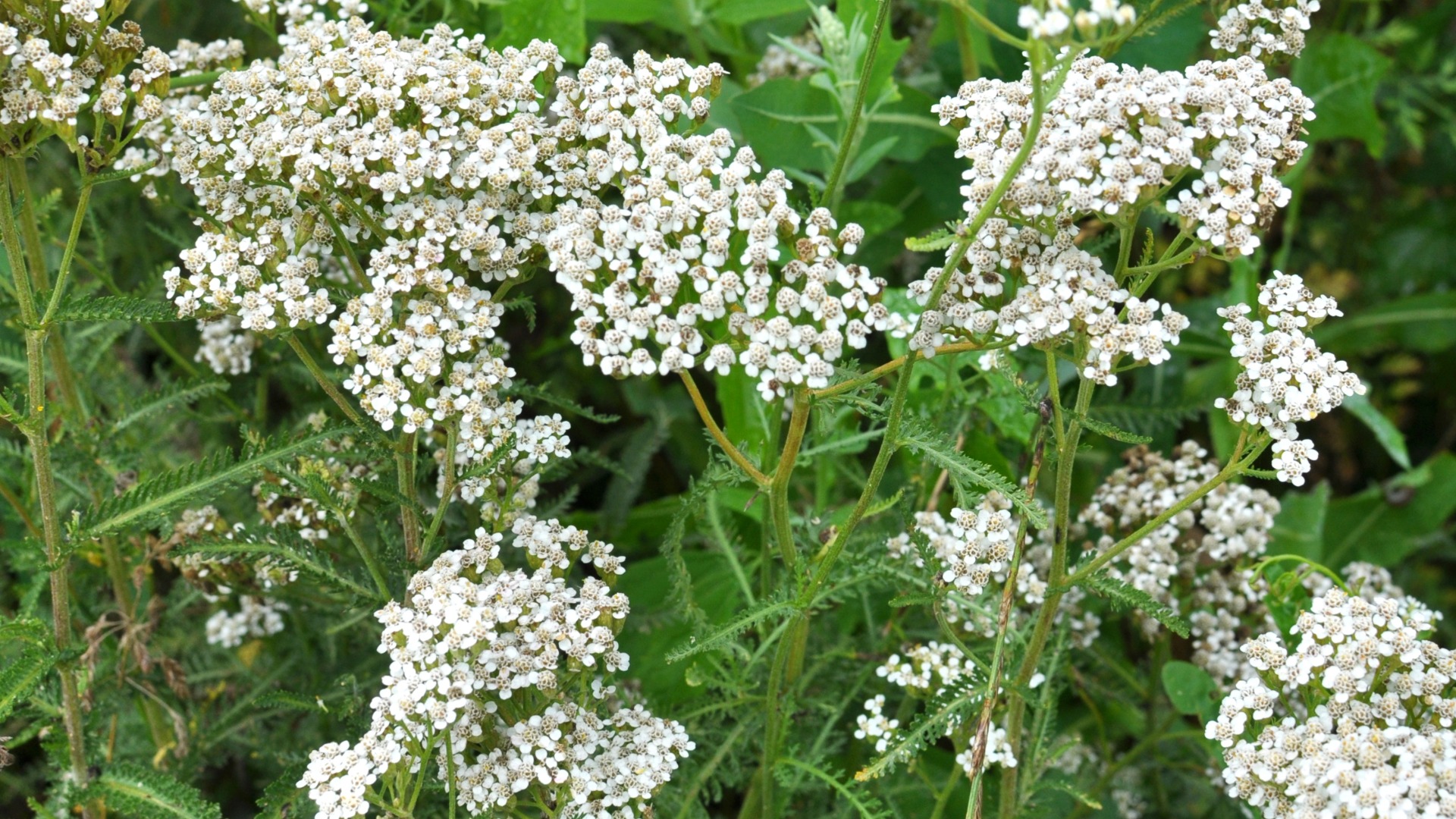 Plants that Start with Y