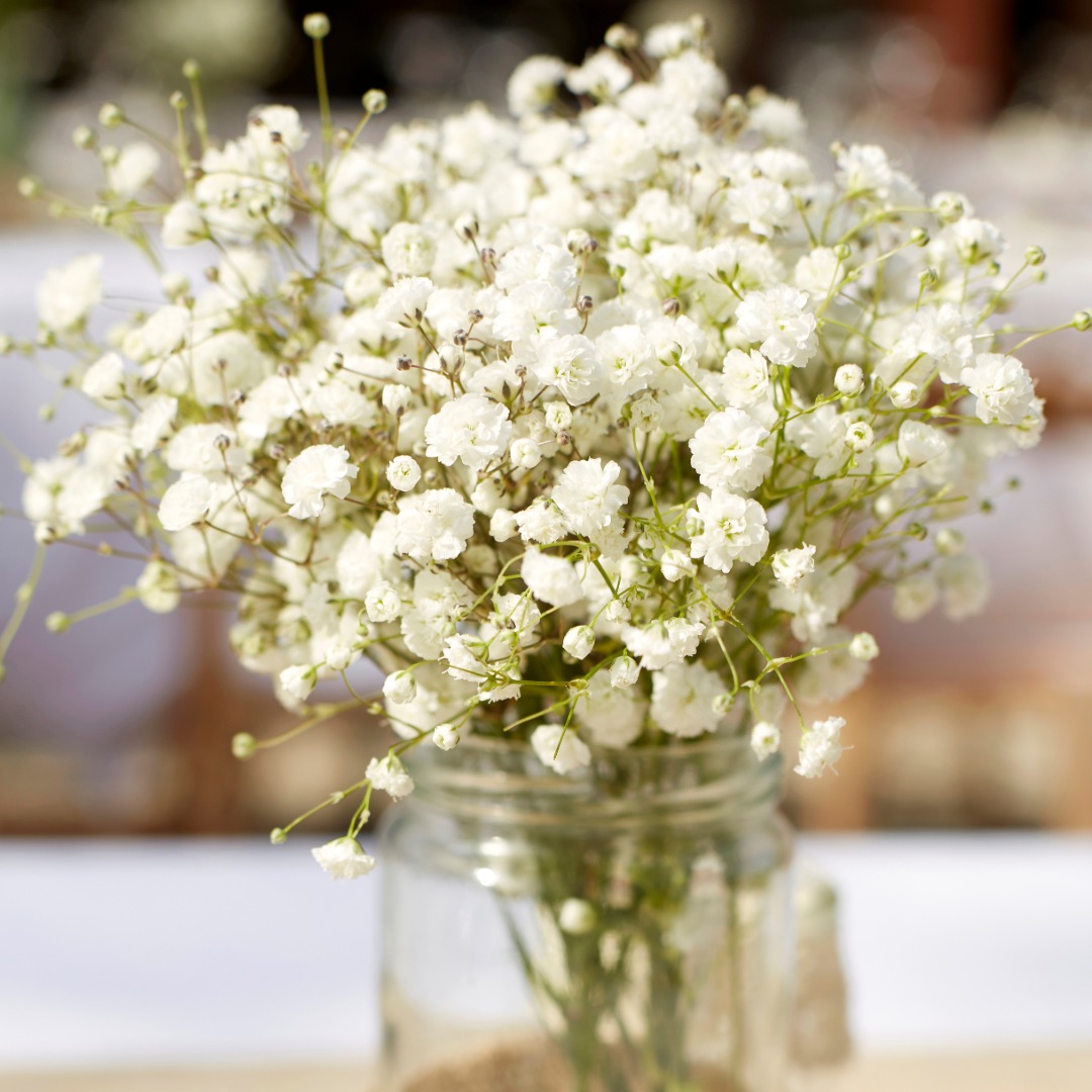 Baby's Breath