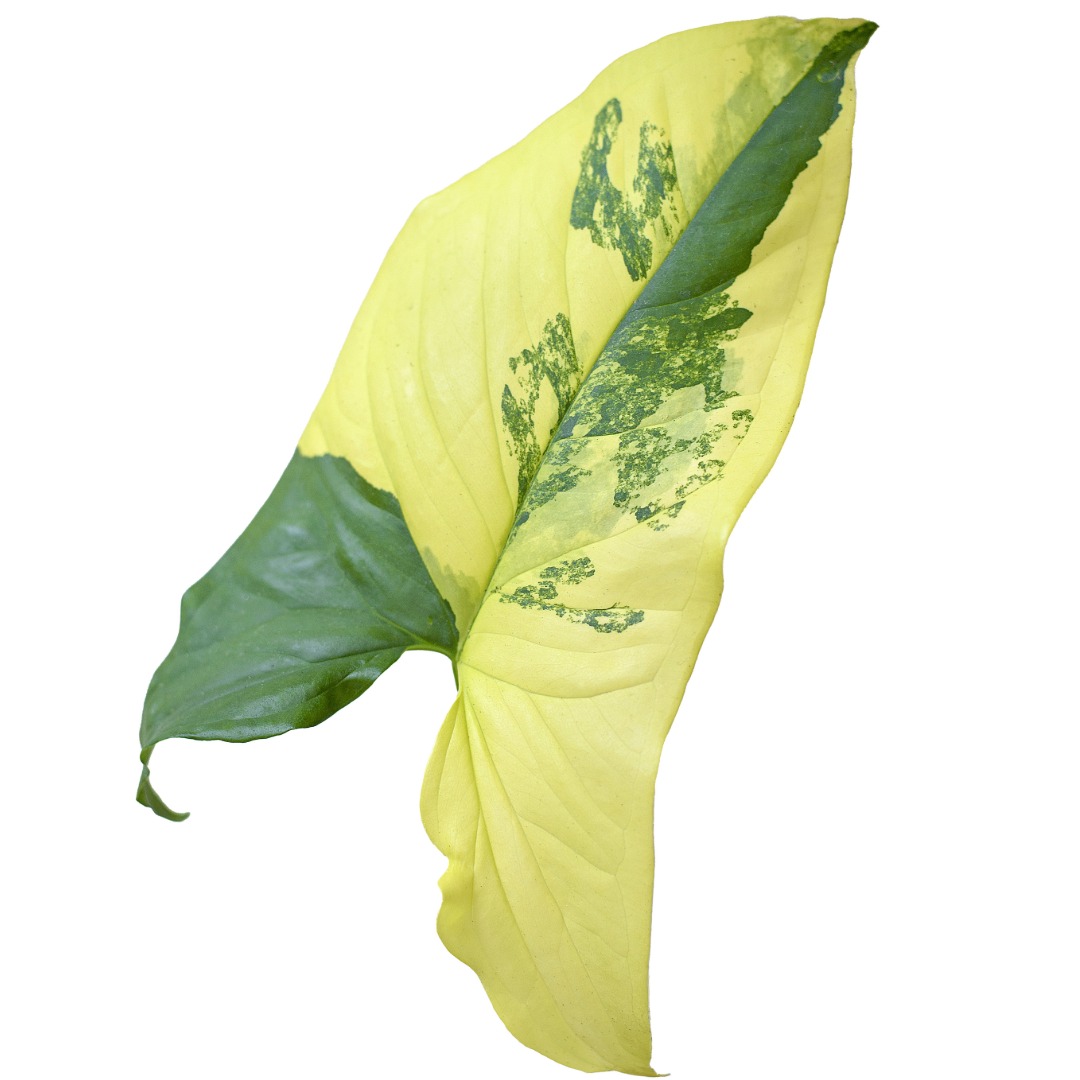 Syngonium Aurea