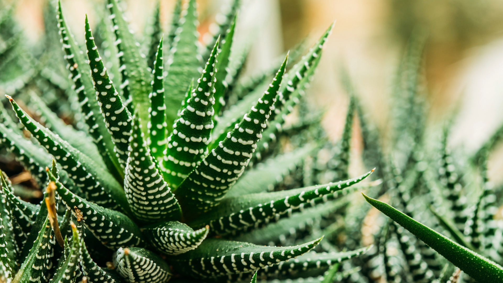 Plants that Start with Z