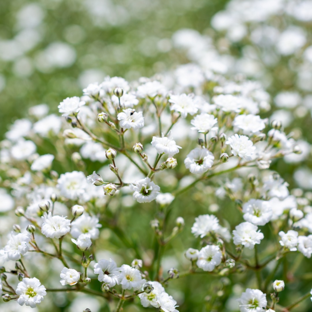 Baby's Breath