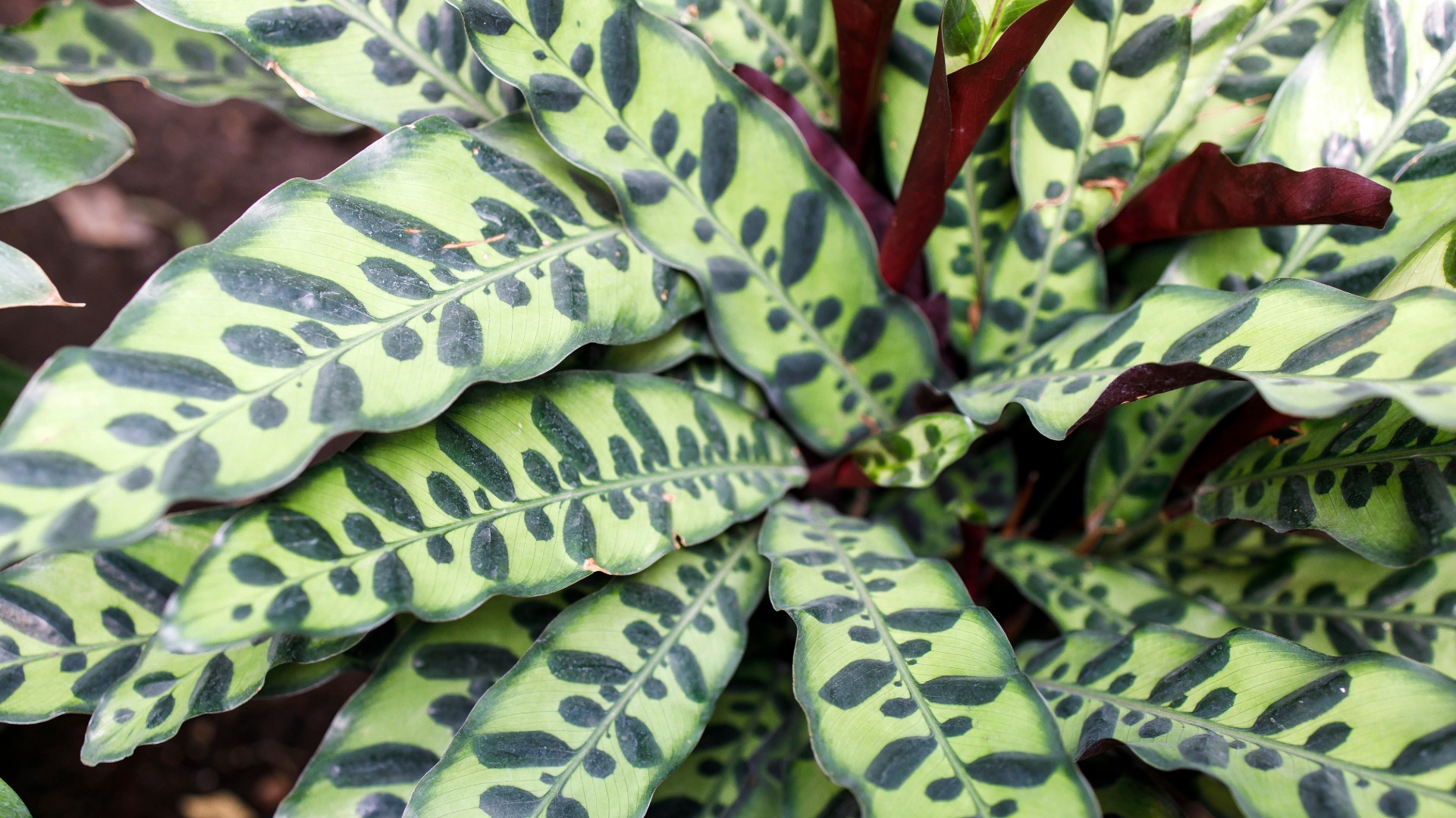 Plants that Start with R