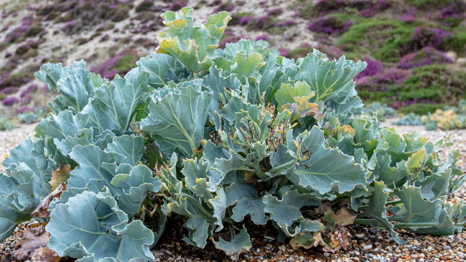 Plants that Start with S