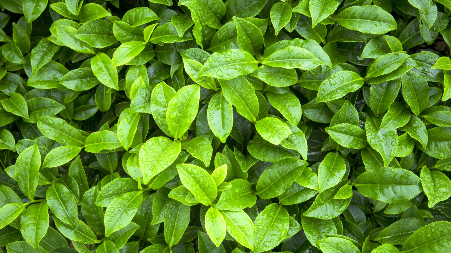 Plants that Start with T