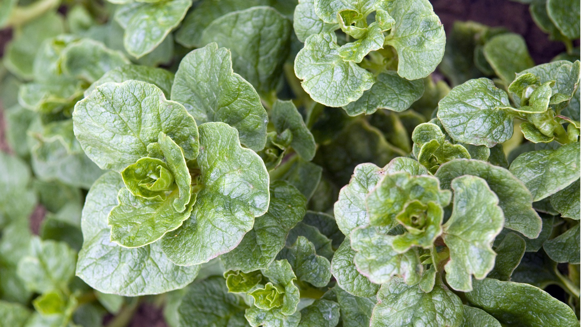 Plants that Start with U