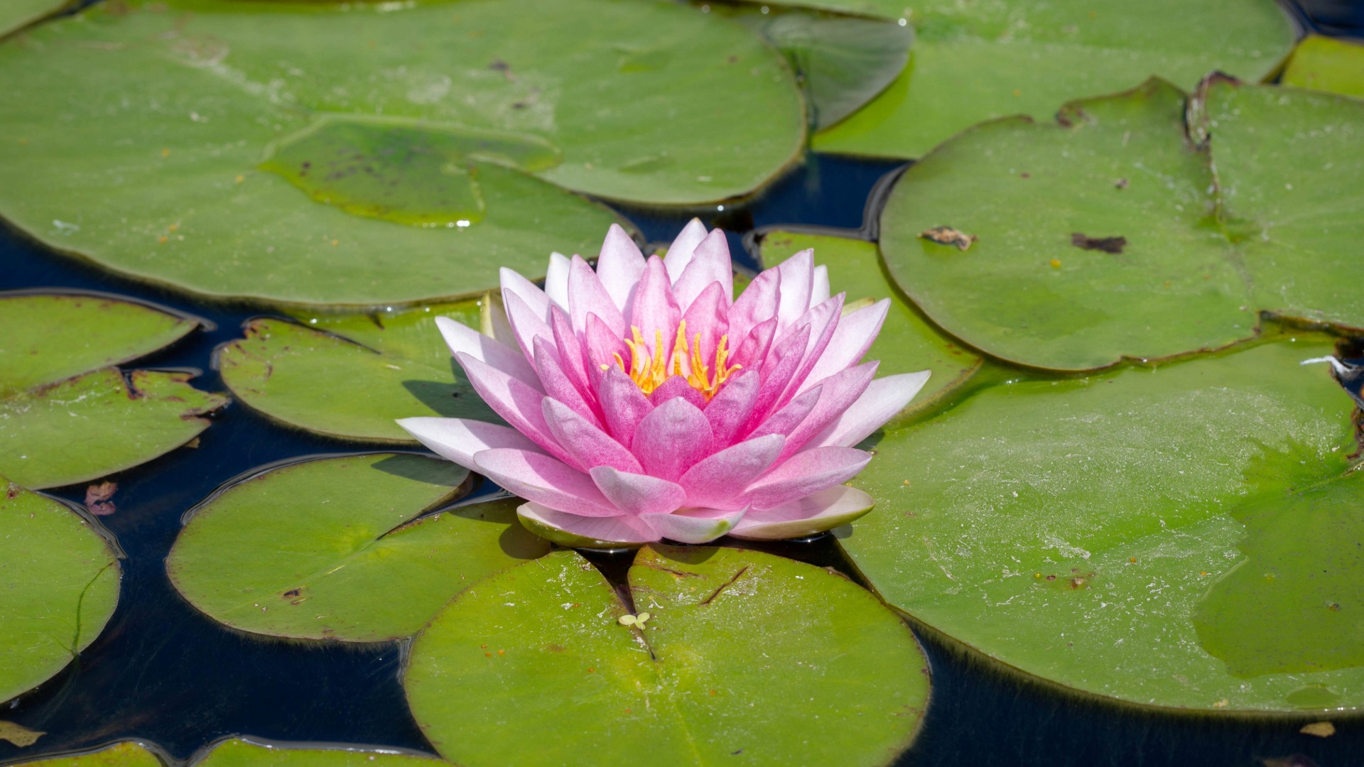 Plants that Start with W