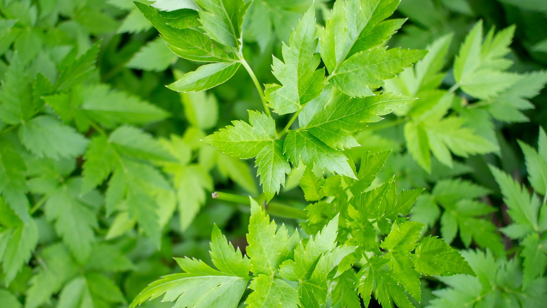 Plants that Start with X