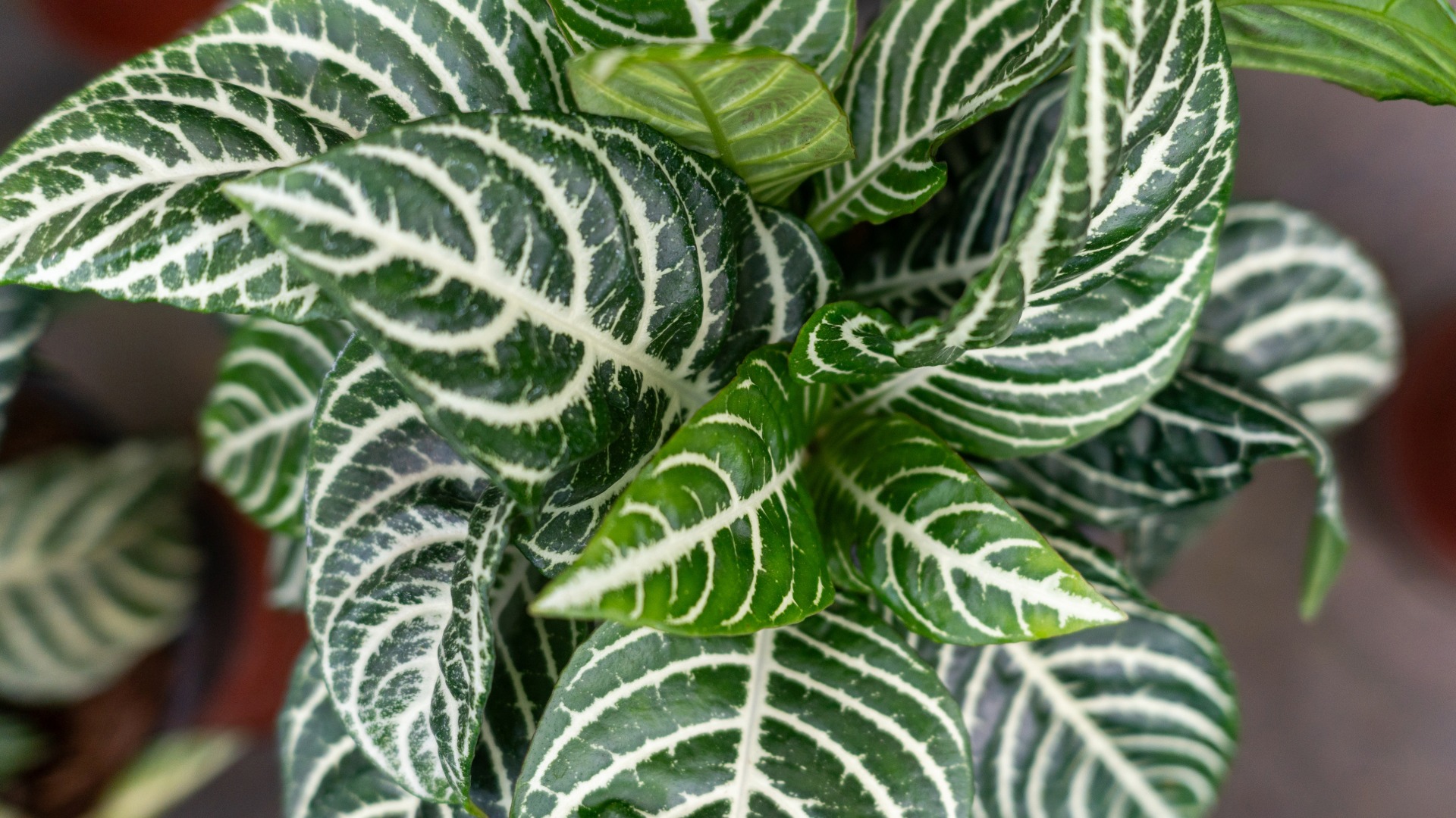 Plants that Start with Z