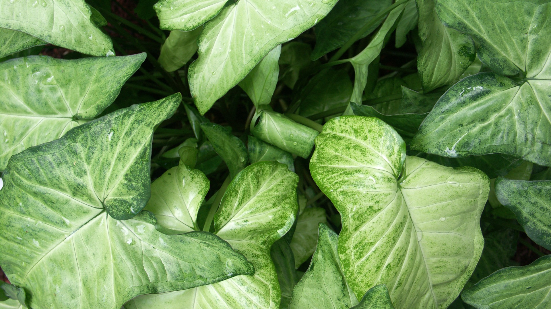 Syngonium