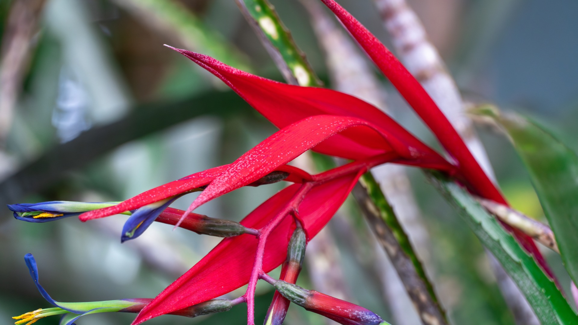 Plants that Start with Q
