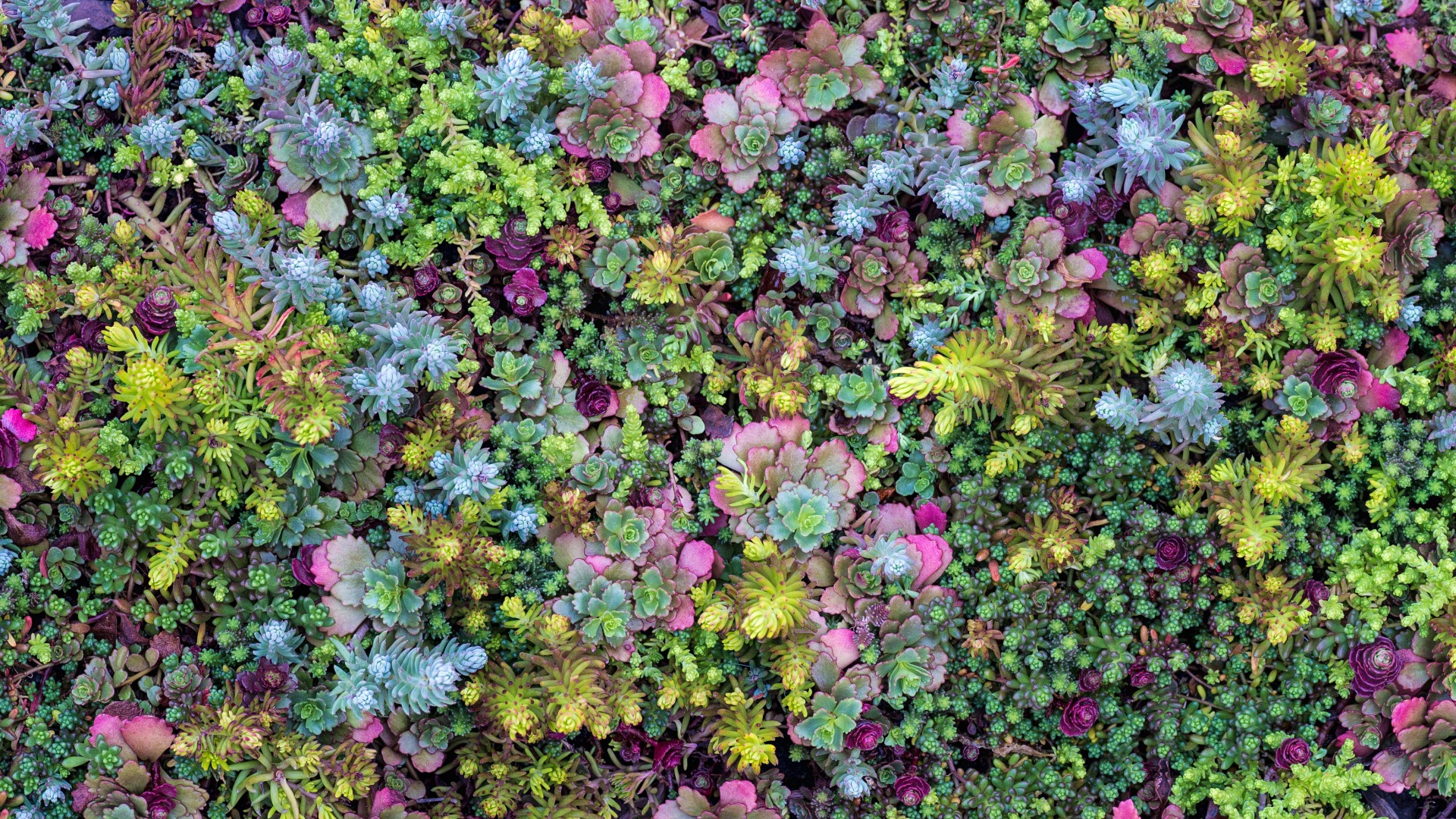 Plants that Start with S