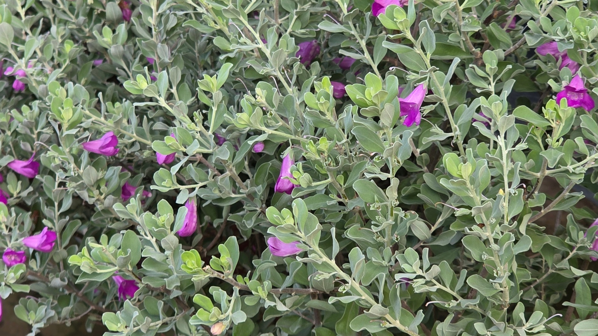 Plants that Start with T