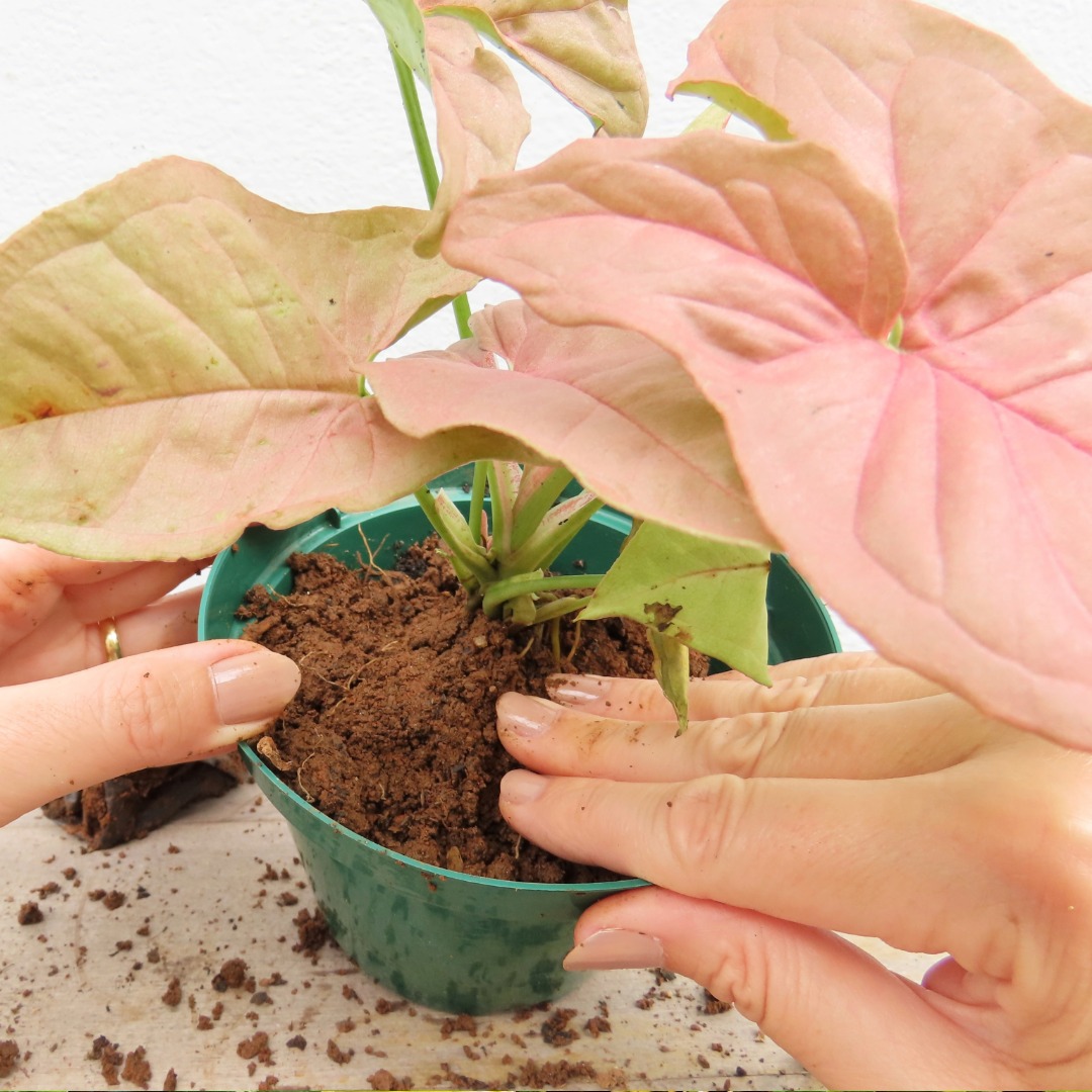 Syngonium
