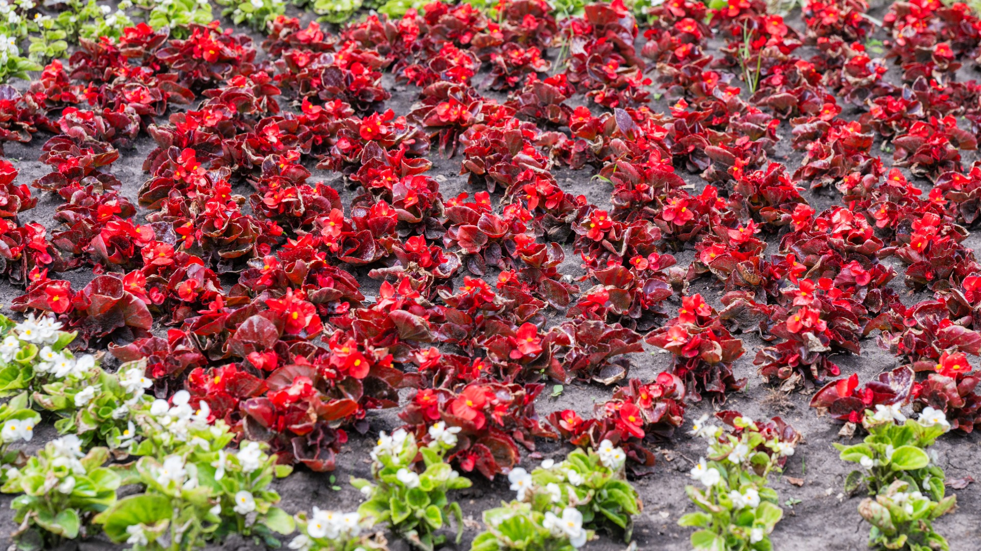 Plants that Start with W