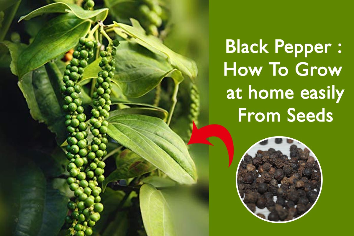 Black pepper