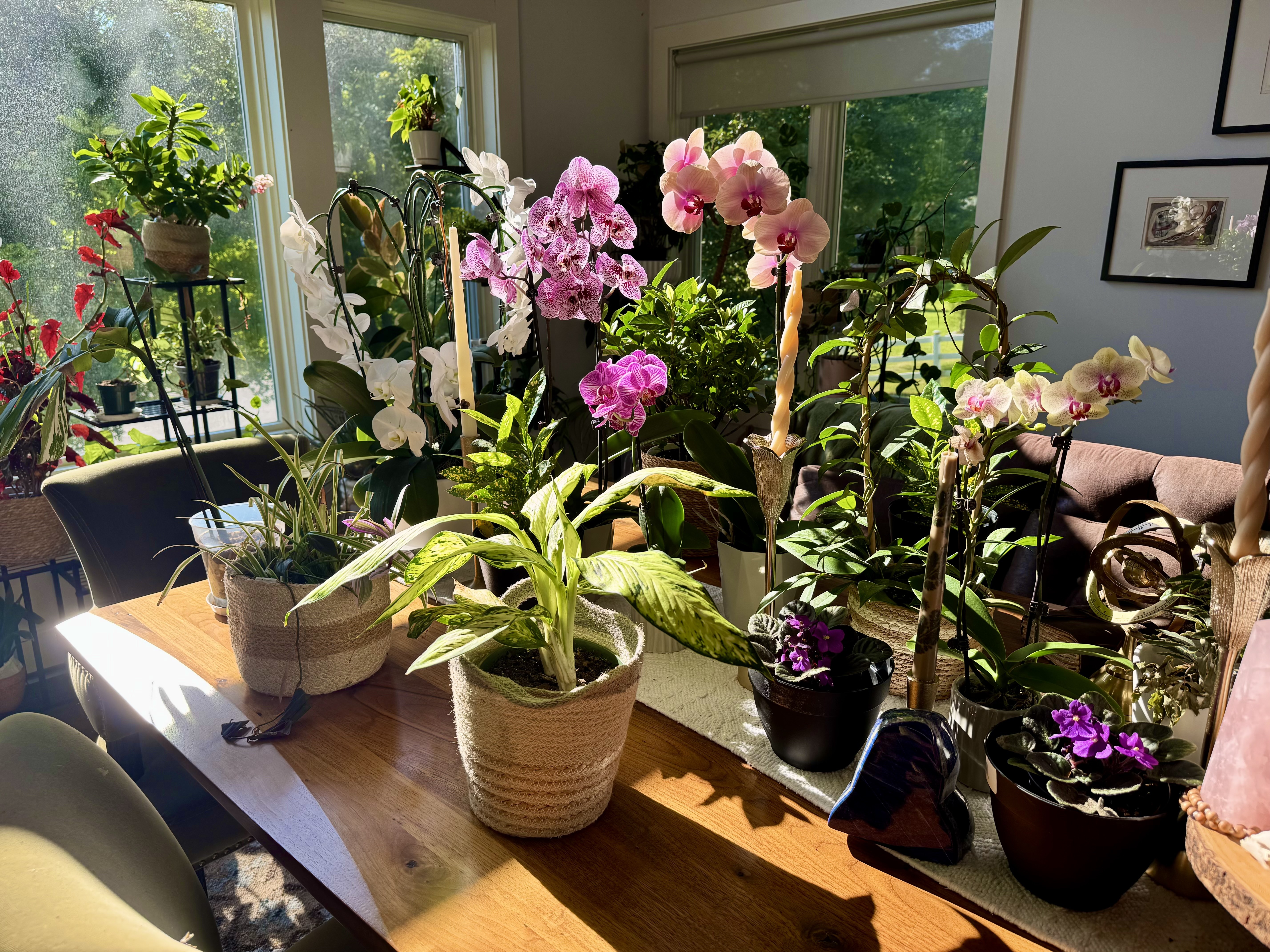 Orchids blooming indoors
