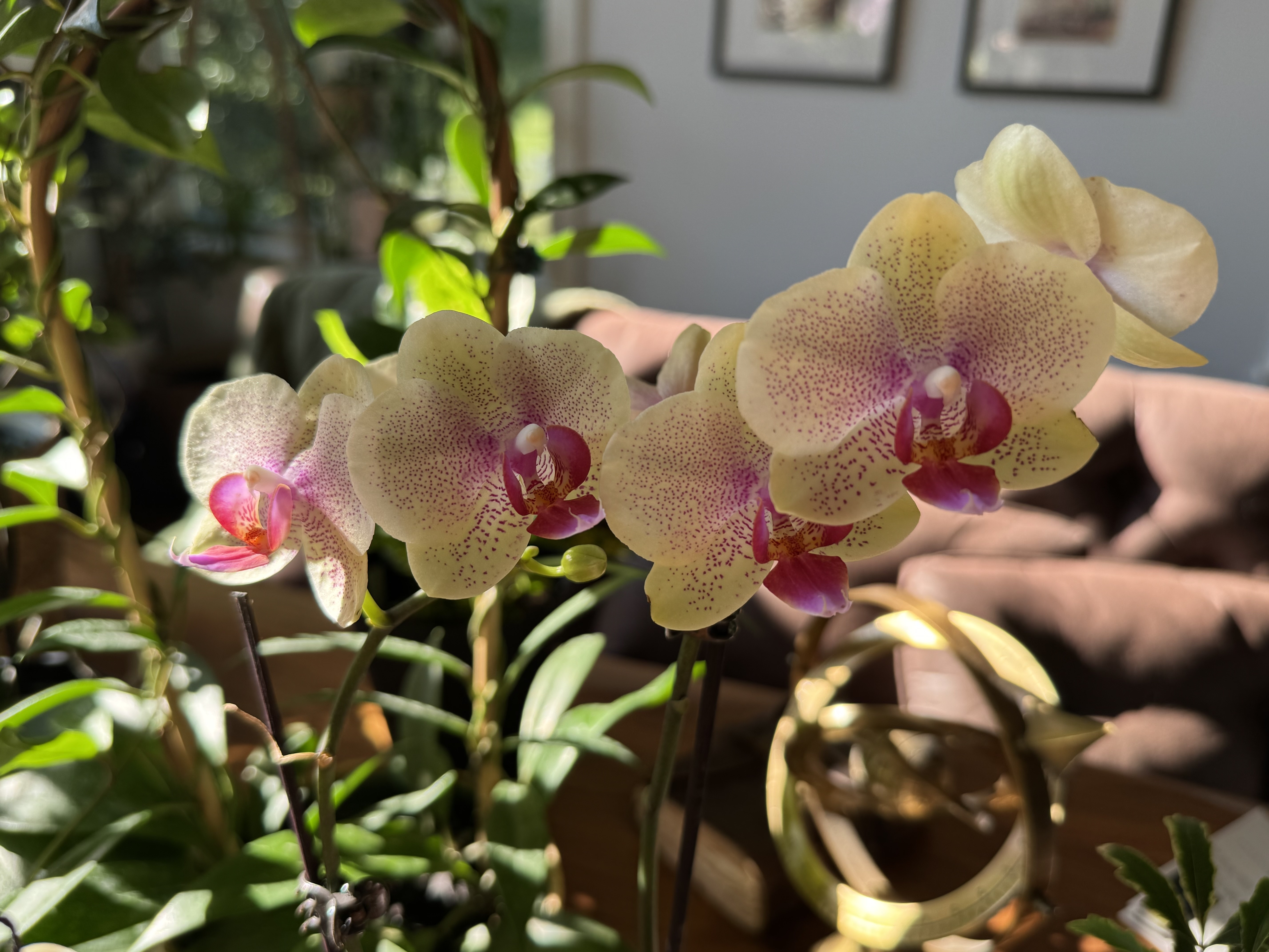 Orchids with an armillary sphere nearby