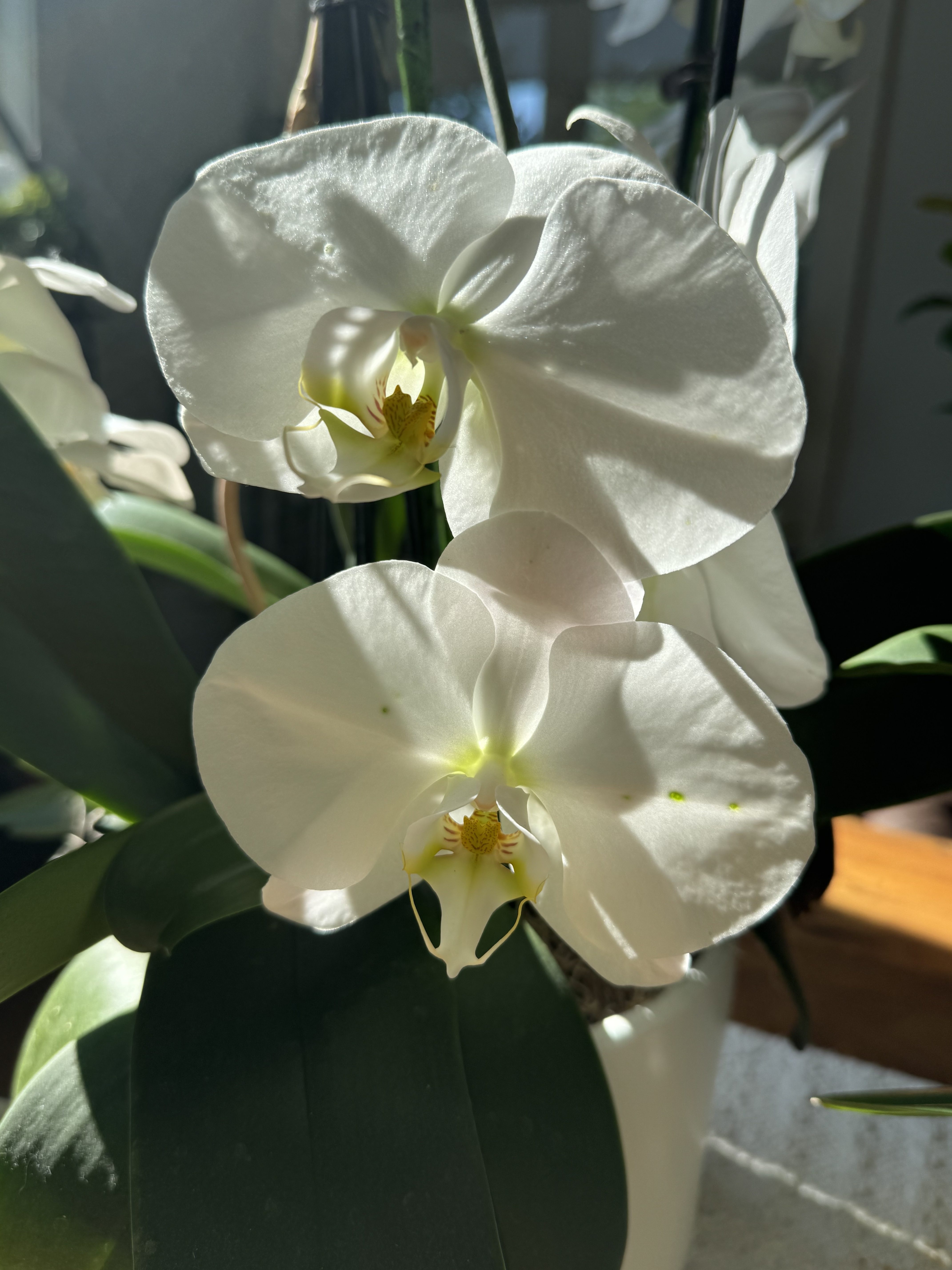 White orchids glowing in window light