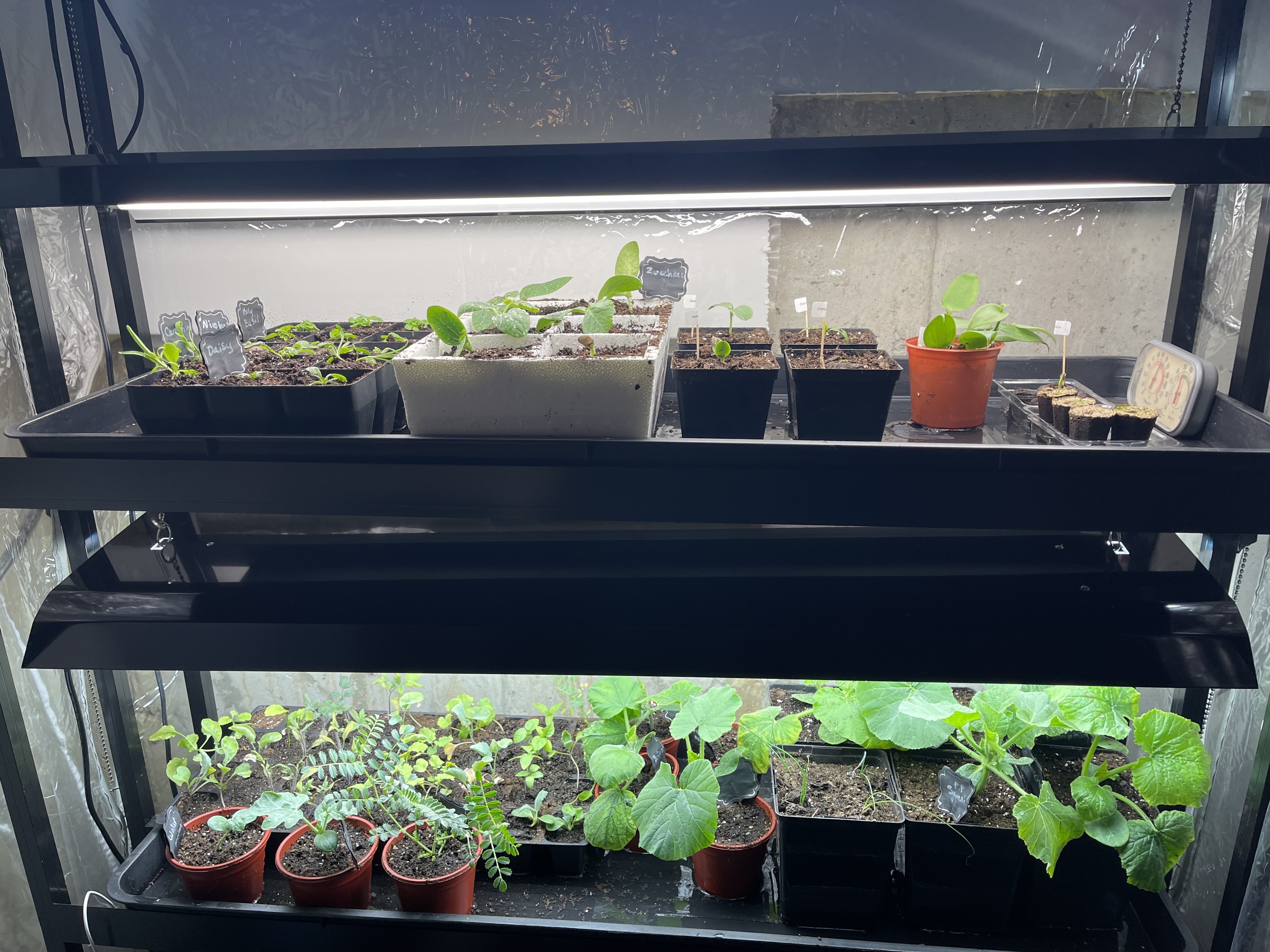 Young seedlings growing beneath grow lights